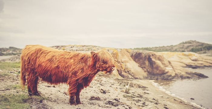 el populismo como espejo de la democracia (sociologia) file